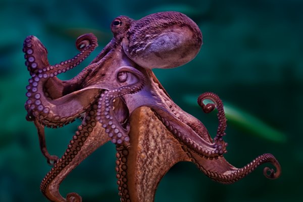 Kraken dark