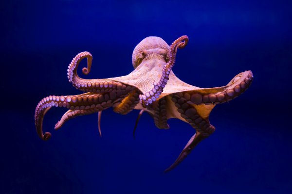 Kraken tor зеркало