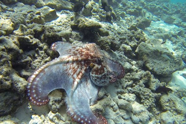 Kraken зеркало даркнет