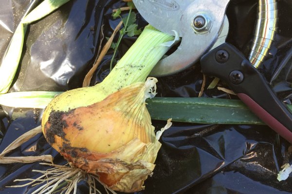 Как использовать kraken зеркало