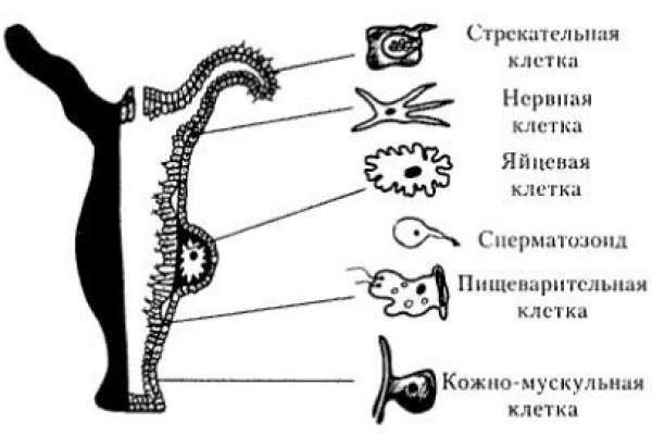 Kraken магазин интернет